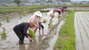 今年度も田植えを行いました Npo法人五ヶ瀬川流域ネットワーク